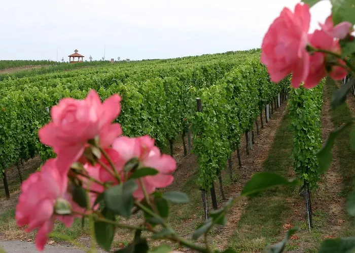 Casa de hóspedes Leo